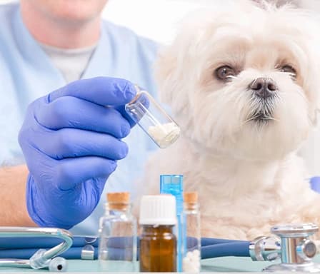 veterinary regulatory affairs and submissions for veterinary drugs